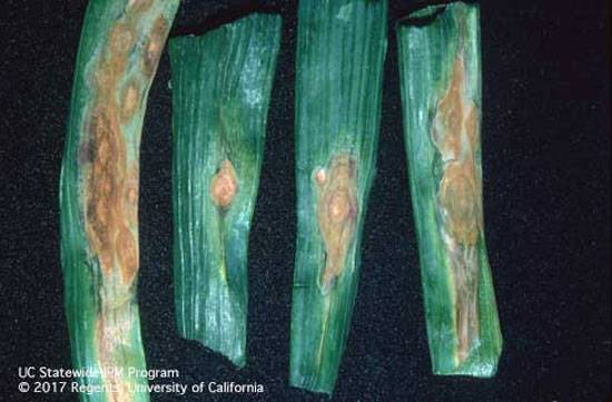 Stemphylium vesicarium