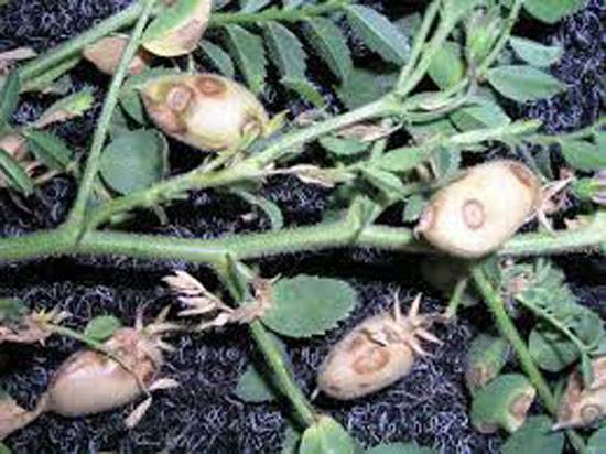 Phoma rabiei, (formerly Ascochyta rabiei) 