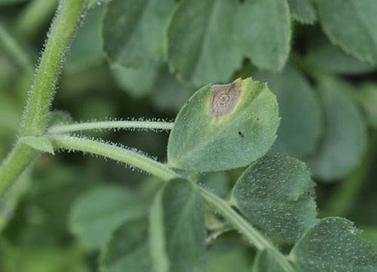 Phoma rabiei, (formerly Ascochyta rabiei) 