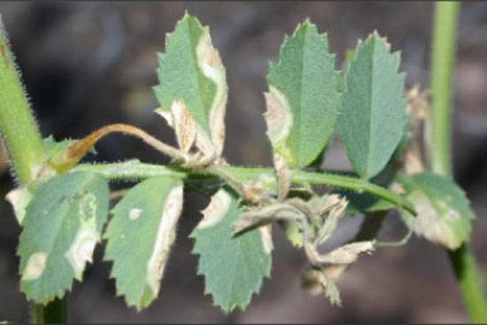 Phoma rabiei, (formerly Ascochyta rabiei) 