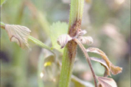 Phoma rabiei, (formerly Ascochyta rabiei) 
