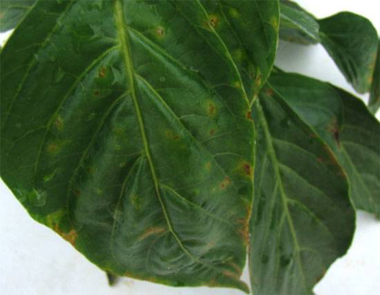 Xanthomonas campestris pv. vesicatoria, and X. vesicatoria