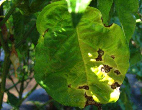 Xanthomonas campestris pv. vesicatoria, and X. vesicatoria