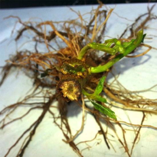 Fusarium oxysporum f. sp. capsici,