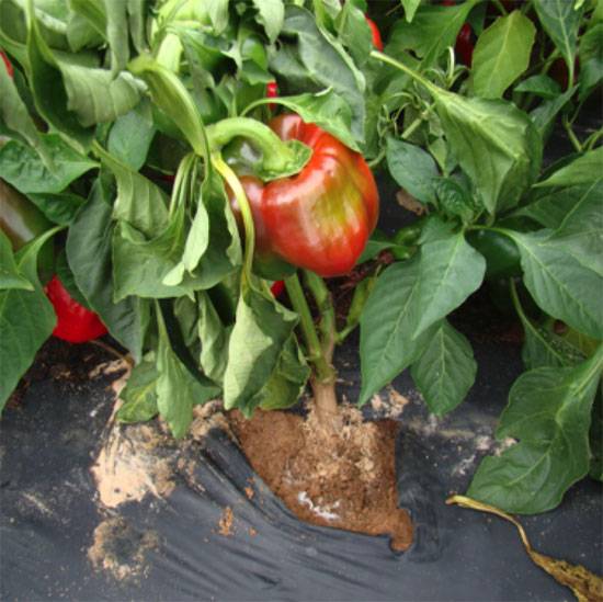 Sclerotium rolfsii