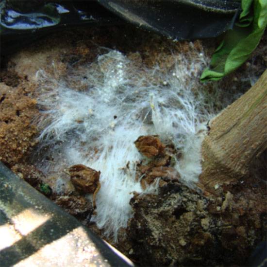 Sclerotium rolfsii