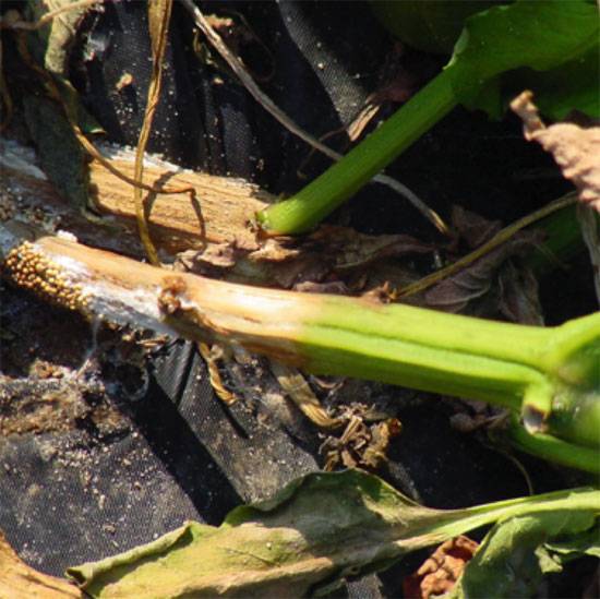 Sclerotium rolfsii