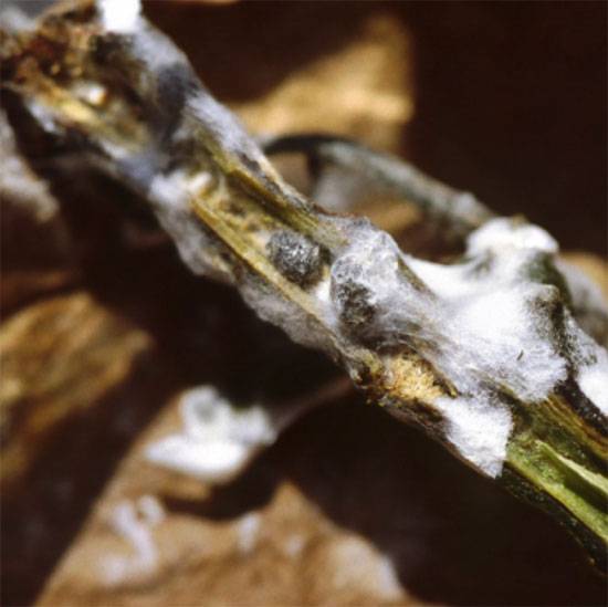 Sclerotinia sclerotiorum