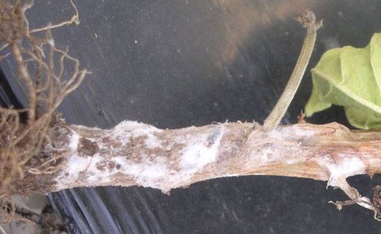 Sclerotinia sclerotiorum