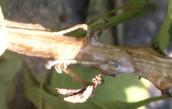 Sclerotinia sclerotiorum