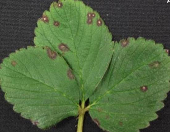 Cercospora fragariae