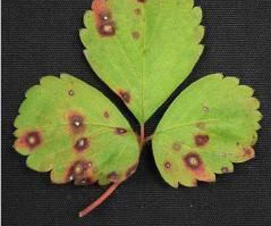 Corynespora cassiicola