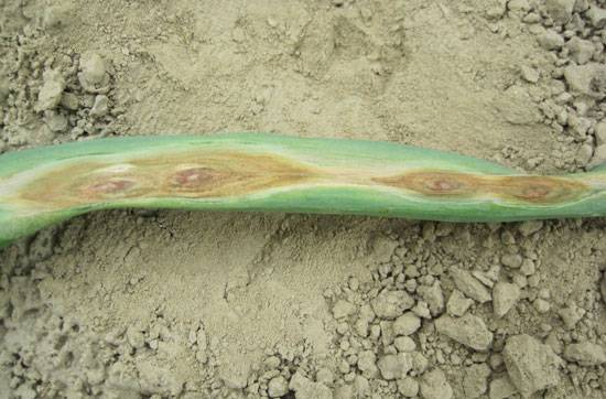 Alternaria porri
