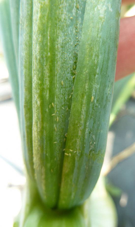 Thrips tabaci