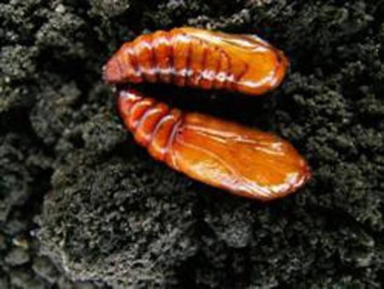 Spodoptera exigua