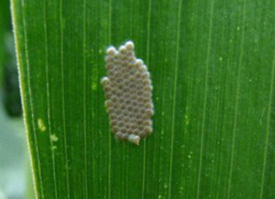Spodoptera exigua