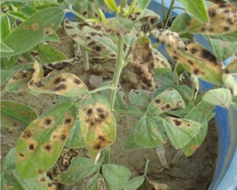 Alternaria alternaria