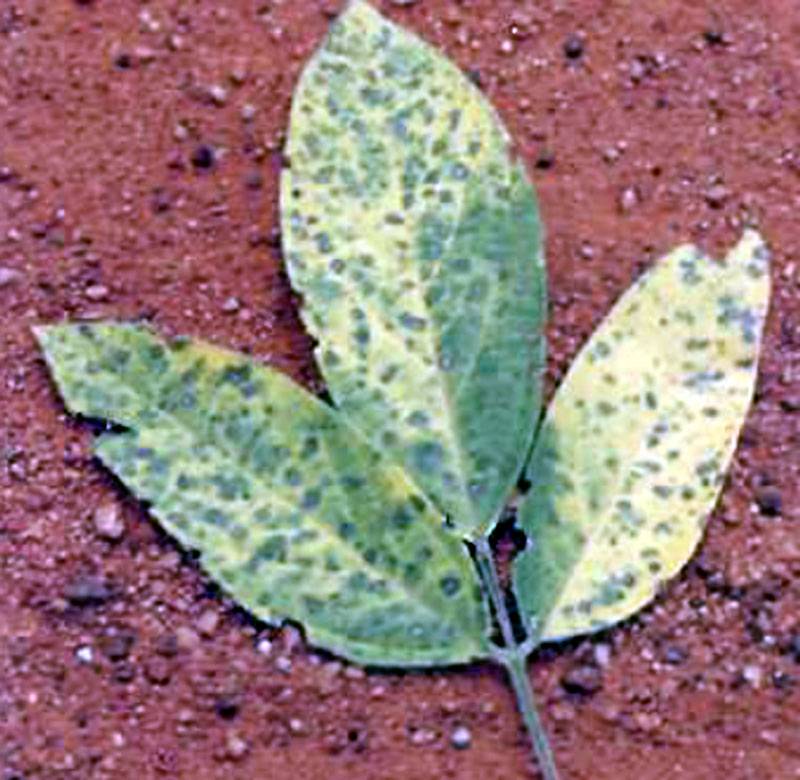 Cercospora cajani, Cercospora indica ,Cercospora instabilis