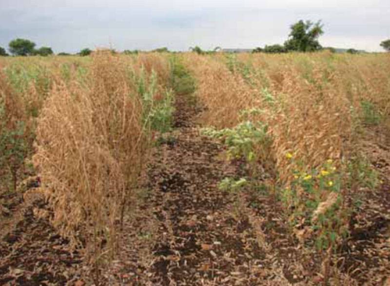 Fusarium udum