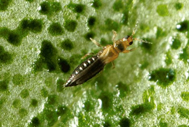 Thrips parvispinus