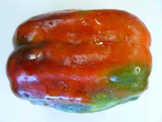 Myzus persicae