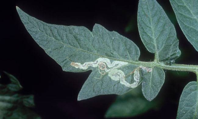 Liriomyza spp.