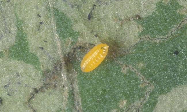 Liriomyza spp