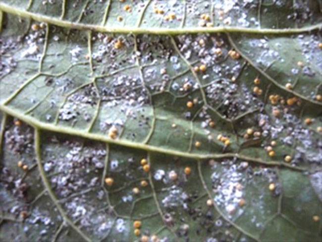 Aleurothrixus trachoides
