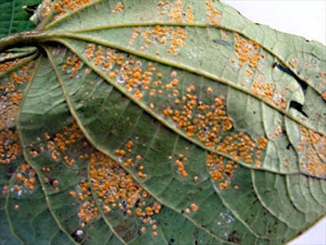 Aleurothrixus trachoides