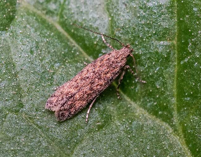 Tuta absoluta (Phthorimaea absoluta)