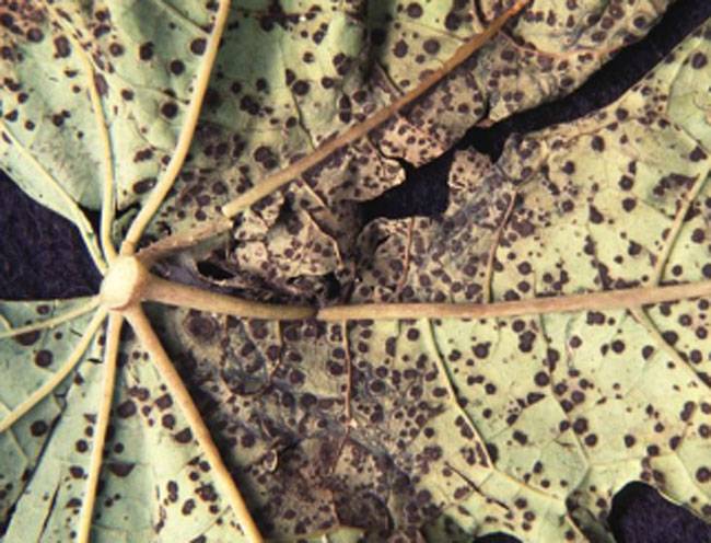 Asperisporium caricae