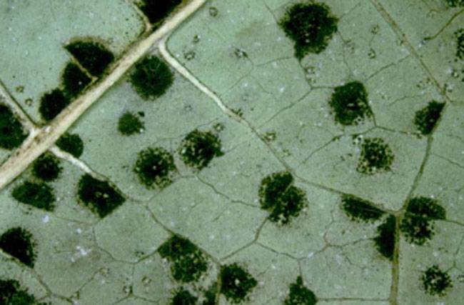 Asperisporium caricae