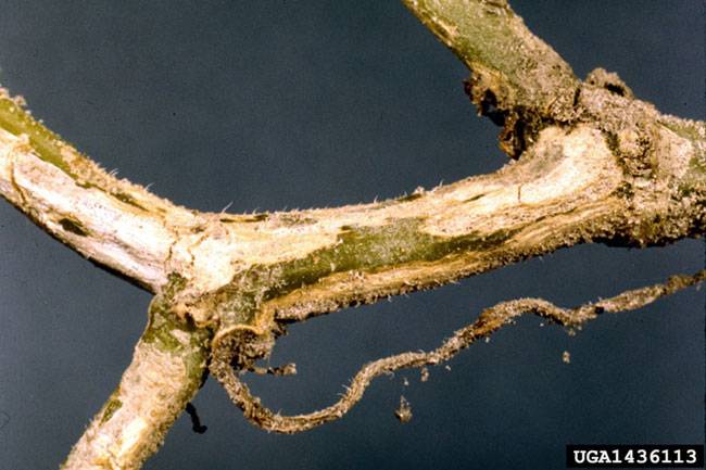 Didymella bryoniae