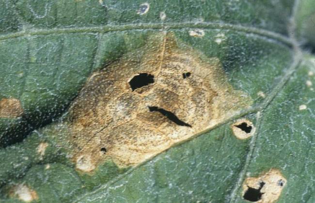 Didymella bryoniae