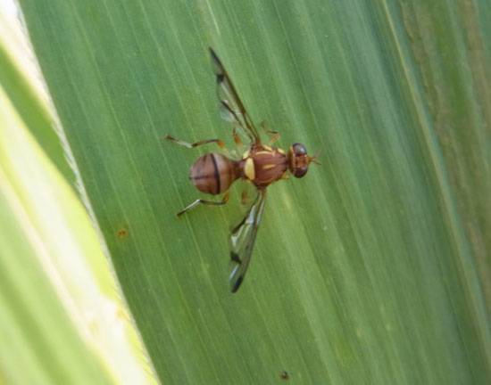 Bactrocera cucurbitae