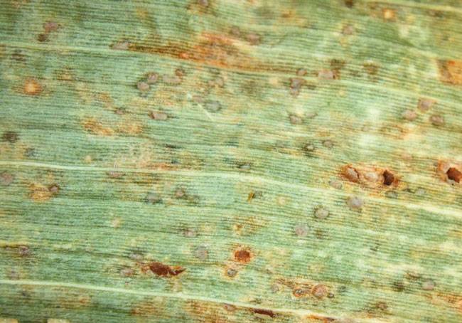 Puccinia sorghi