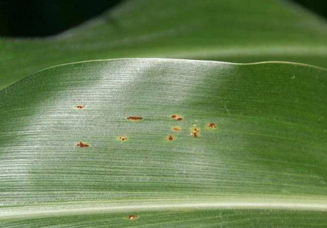 Puccinia sorghi