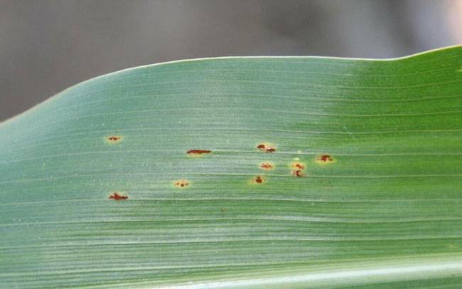 Puccinia sorghi