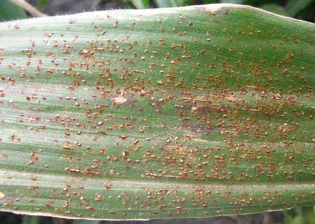 Puccinia sorghi