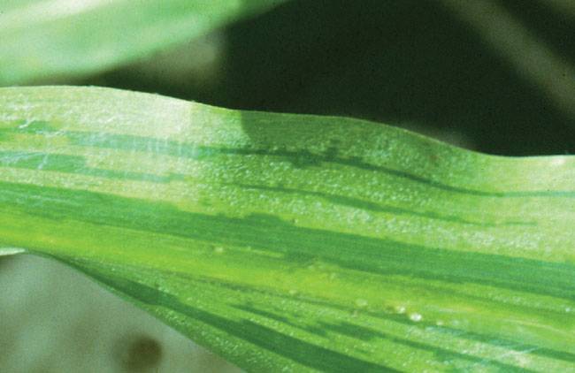 Pernosclespora sorghi