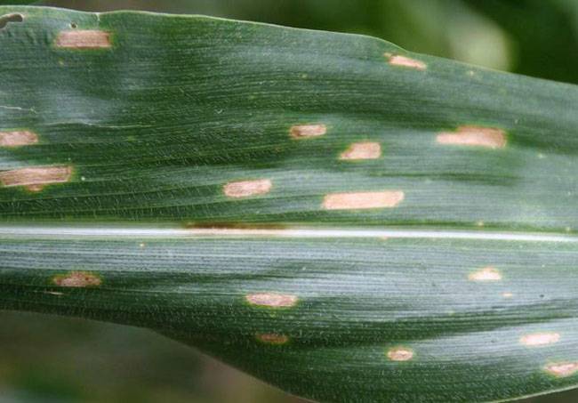 Cercospora zeae-maydis