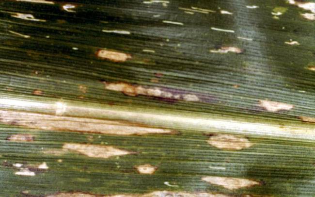 Bipolaris maydis