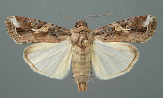  Spodoptera frugiperda