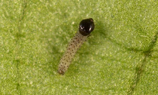  Spodoptera frugiperda