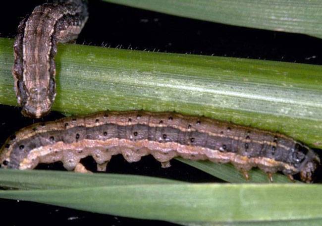  Spodoptera frugiperda