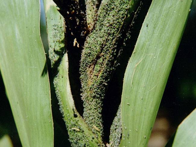 Myzus persicae