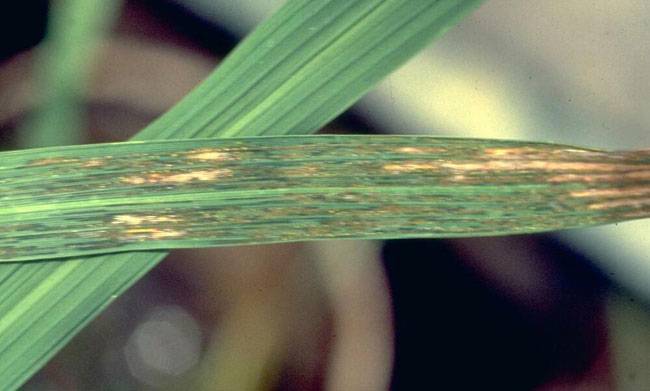 Xanthomonas oryzae pv. oryzae