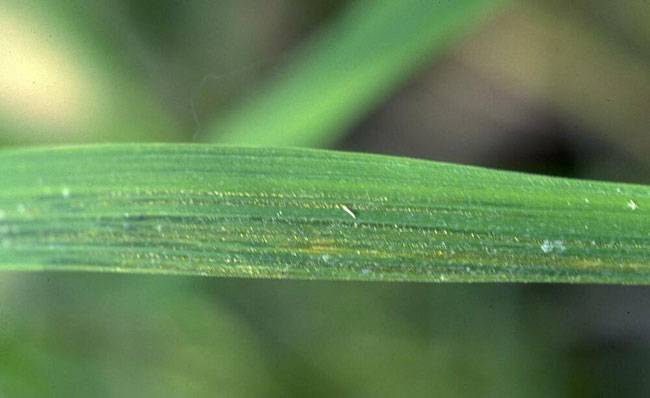 Xanthomonas oryzae pv. oryzae