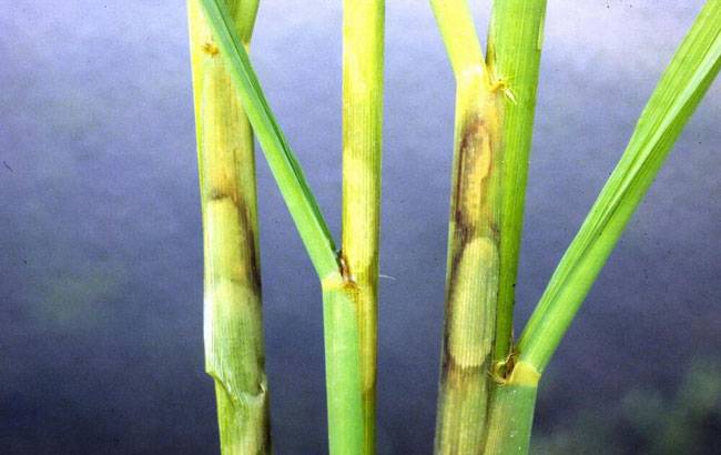Rhizoctonia solani