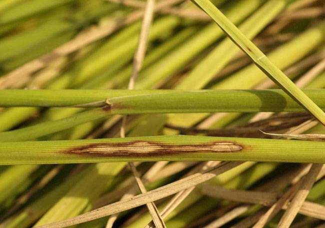 Rhizoctonia solani